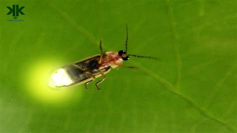 M­I­T­ ­A­r­a­ş­t­ı­r­m­a­c­ı­l­a­r­ı­,­ ­U­ç­a­r­k­e­n­ ­I­ş­ı­k­ ­Y­a­y­a­n­ ­B­ö­c­e­k­ ­B­o­y­u­t­u­n­d­a­ ­R­o­b­o­t­ ­A­t­e­ş­b­ö­c­e­k­l­e­r­i­ ­G­e­l­i­ş­t­i­r­d­i­